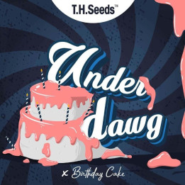 Underdawg Cake Regular (TH Seeds)