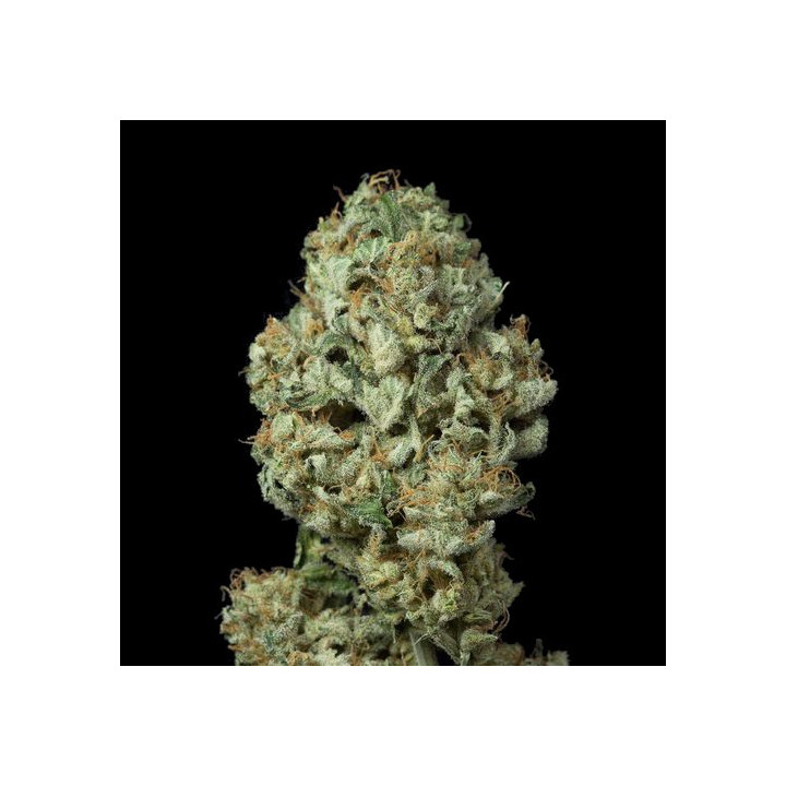 Dinamex Auto (Dinafem)