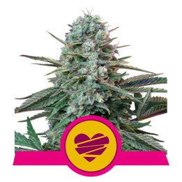 Wedding Crasher (Royal Queen Seeds)