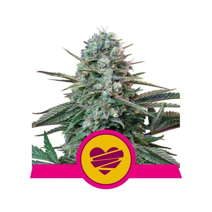 Wedding Crasher (Royal Queen Seeds)
