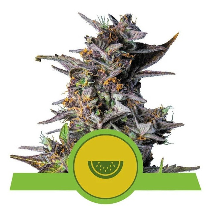 Watermelon Auto (Royal Queen Seeds)