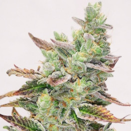 Banana Burp (Medical Seeds)