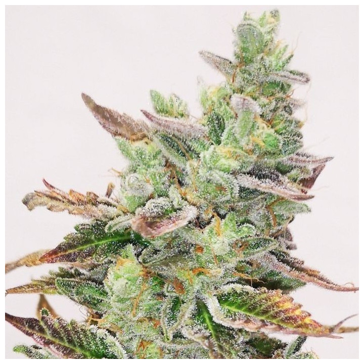 Banana Burp (Medical Seeds)