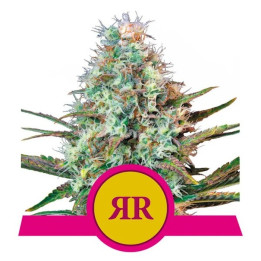 Royal Runtz (Royal Queen Seeds)