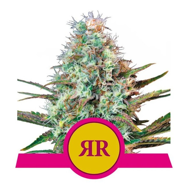 Royal Runtz (Royal Queen Seeds)