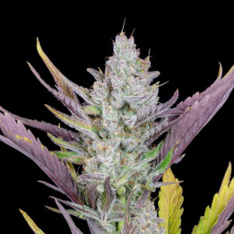 Wedding Glue Auto (Fast Buds)