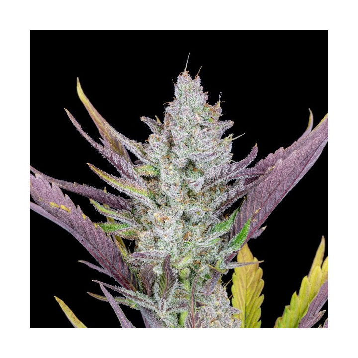 Wedding Glue Auto (Fast Buds)
