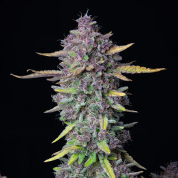 Purple Punch Auto (Fast Buds)