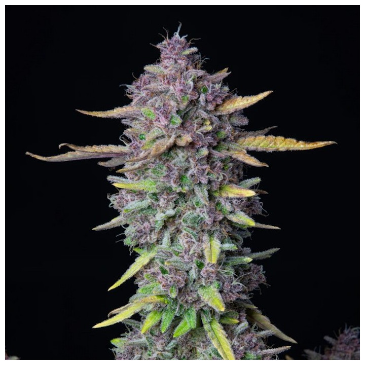 Purple Punch Auto (Fast Buds)