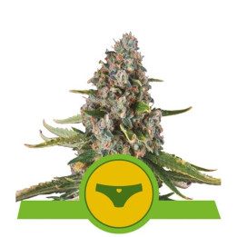 Sherbet Queen Auto (Royal Queen Seeds)