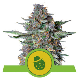 Do-Si-Dos Auto (Royal Queen Seeds)