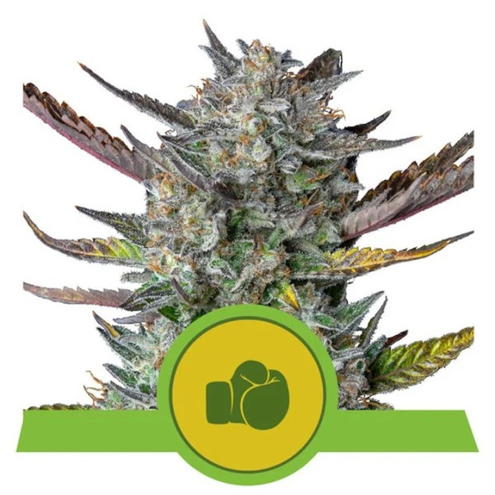 Purple Punch Auto (Royal Queen Seeds)