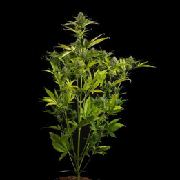 Kush'N'Cheese Auto (Dinafem)