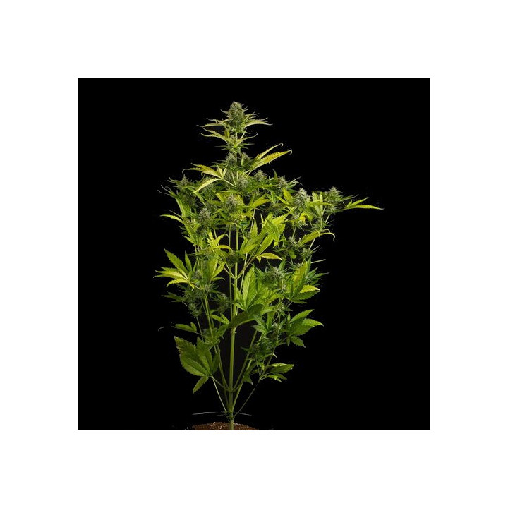 Kush'N'Cheese Auto (Dinafem)