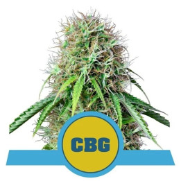 Royal CBG Auto (Royal Queen Seeds)
