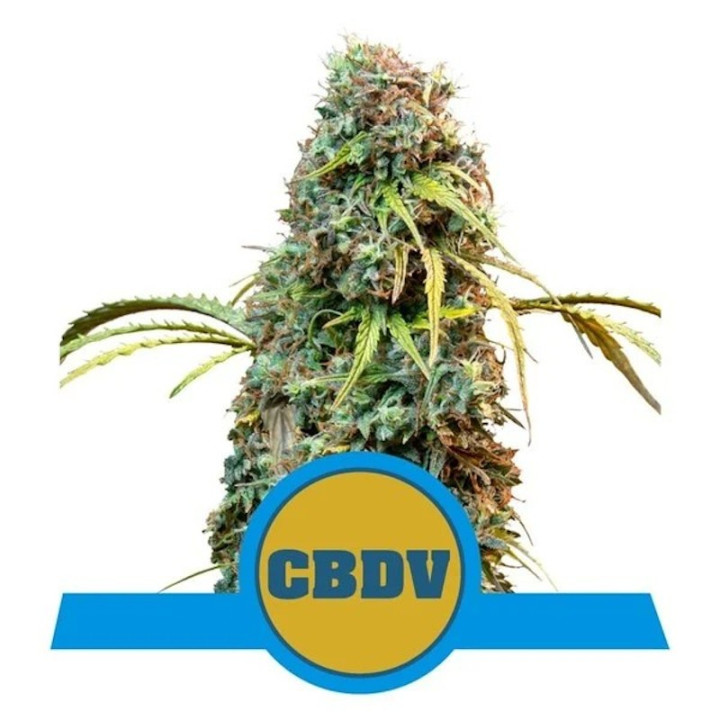 Royal CBDV Auto (Royal Queen Seeds)