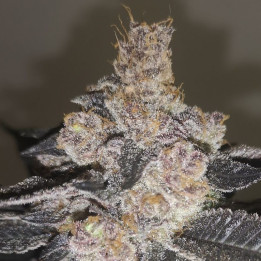 Gelato 242 (Medical Seeds)
