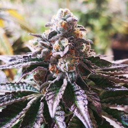 Cookies Purple Punch (Medical Seeds)