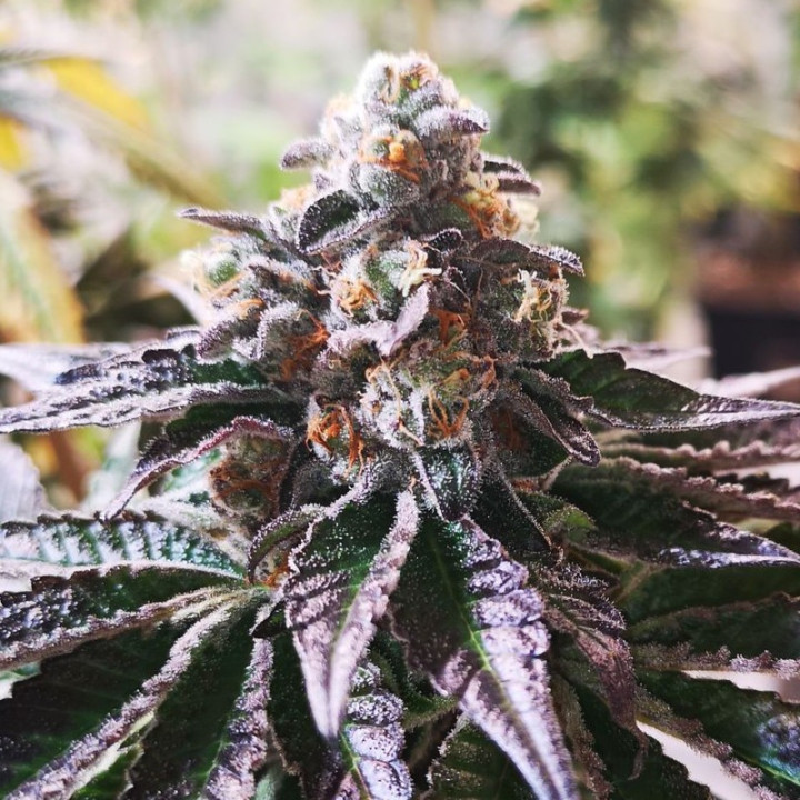 Cookies Purple Punch (Medical Seeds)