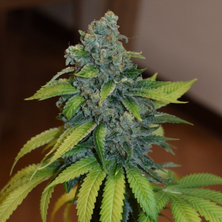 Zkittlez (Medical Seeds)