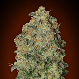 Auto Chocolate Skunk XXL