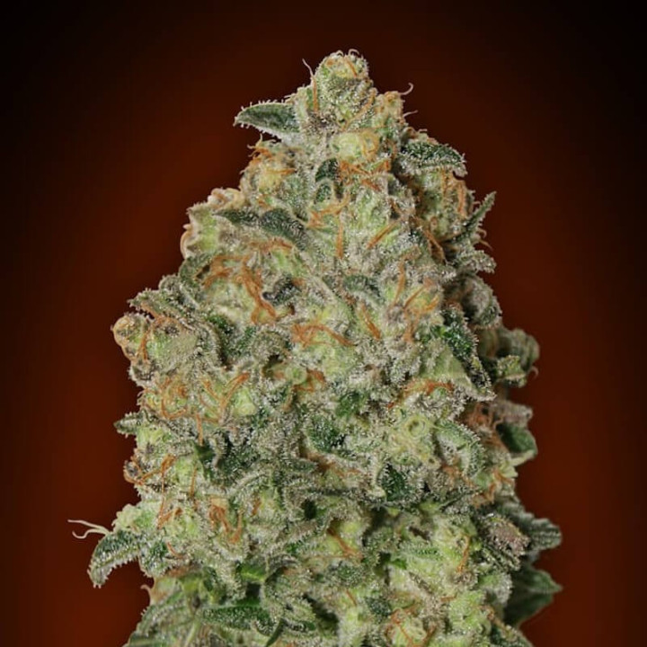 Auto Chocolate Skunk XXL