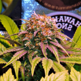 Harlequin CBD (00 Seeds)
