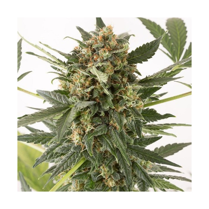 Kush'N'Cheese Auto (Dinafem)