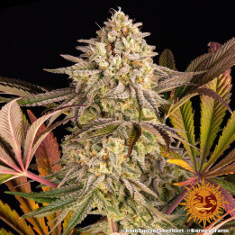 Blue Sunset Sherbert (Barney's Farm)
