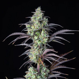 Mimosa Cake Auto (Fast Buds)