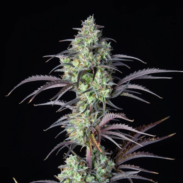 Mimosa Cake Auto (Fast Buds)