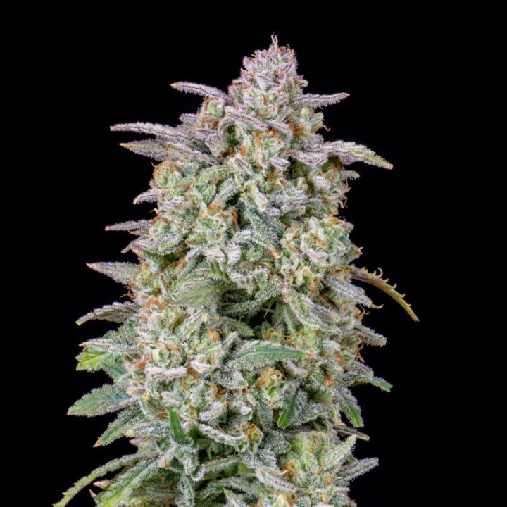 Forbidden Runtz Auto (Fast Buds)