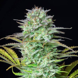 Kosher Cake Auto (Fast Buds)