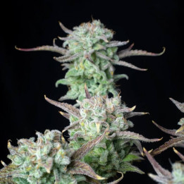 Strawberry Banana Auto (Fast Buds)