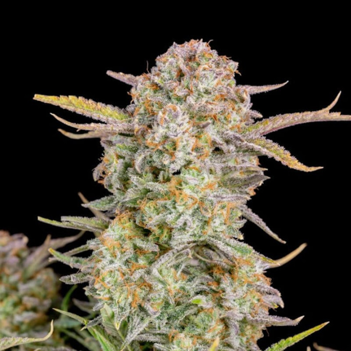 Bruce Banner Auto (Fast Buds)