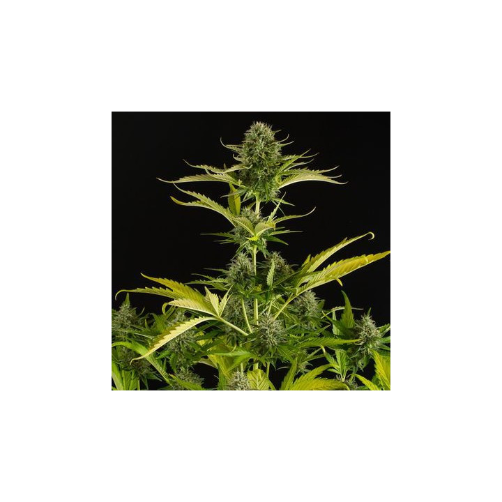 Kush'N'Cheese Auto (Dinafem)