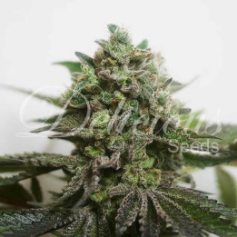 Delimed CBD Plus (Delicious Seeds)