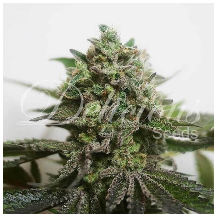 Delimed CBD Plus (Delicious Seeds)