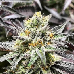 Delimed CBD Plus (Delicious Seeds)