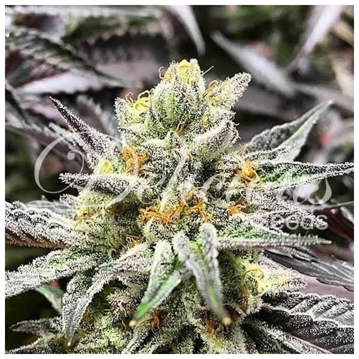 Delimed CBD Plus (Delicious Seeds)