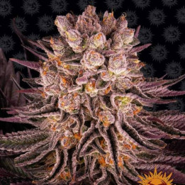 Cherry Queen Regular (Ace Seeds)