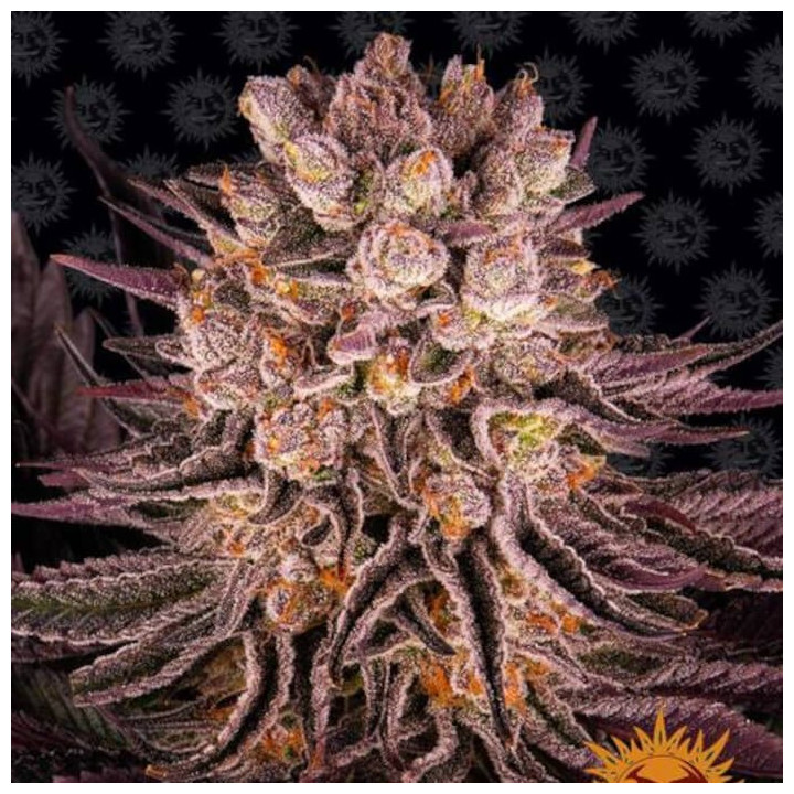 Cherry Queen Regular (Ace Seeds)