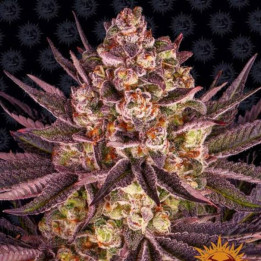 Blue Dream (Blimburn Seeds)
