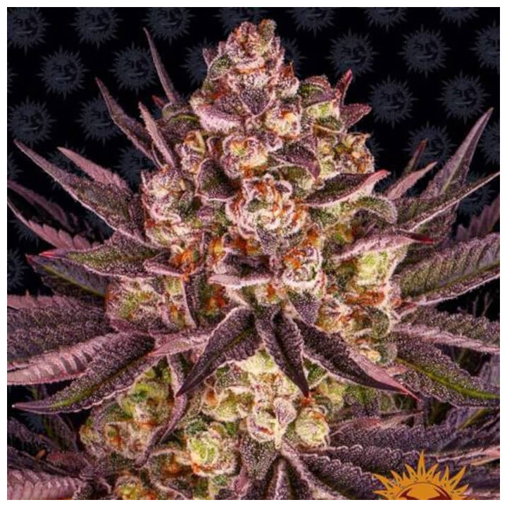Blue Dream (Blimburn Seeds)