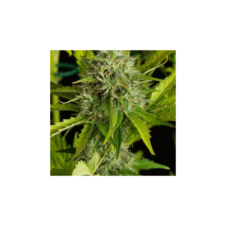 Kush'N'Cheese Auto (Dinafem)