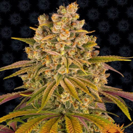 Lemon Tree (Barneys Farm)
