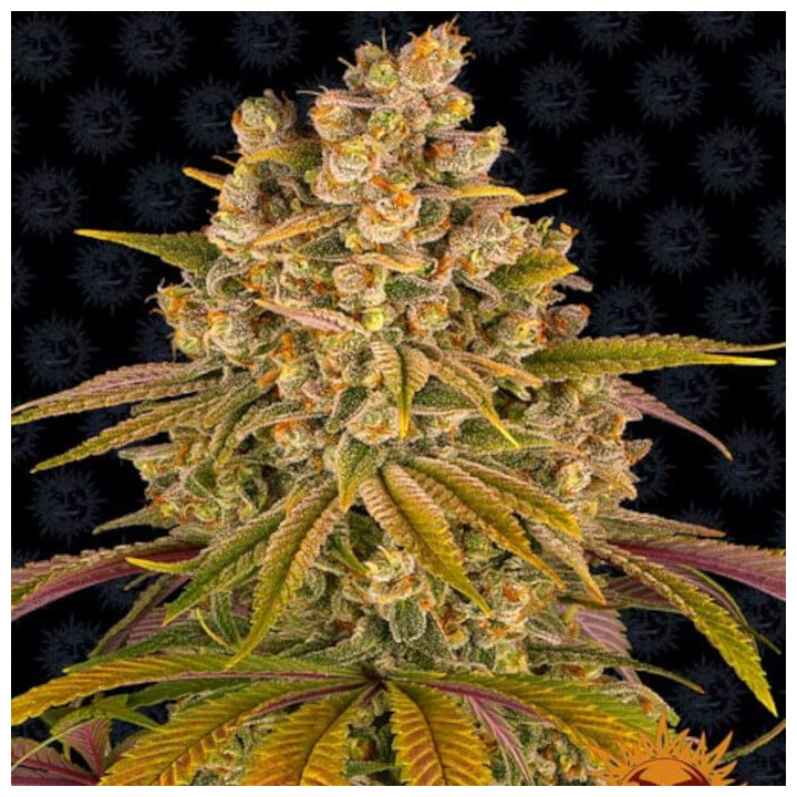 Lemon Tree (Barneys Farm)