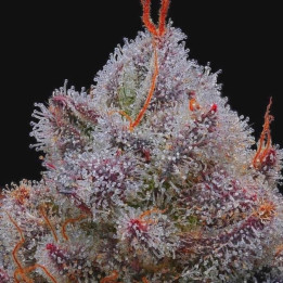 El Xupet Negre (R-Kiem Seeds)