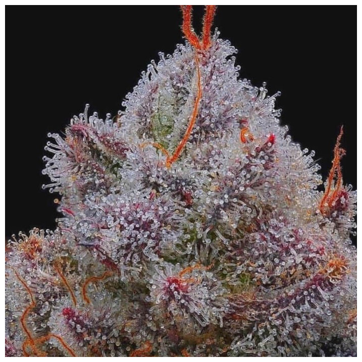 El Xupet Negre (R-Kiem Seeds)