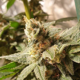 Gala CBD (R-Kiem Seeds)